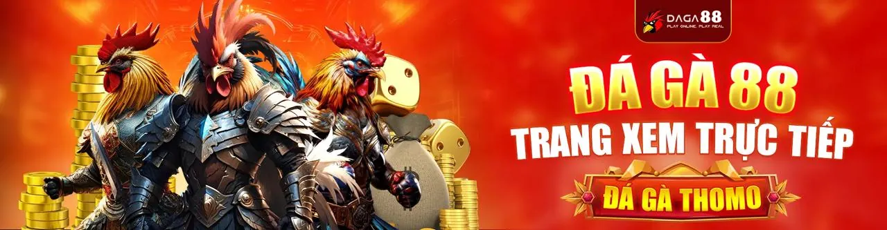 Gà chọi đang thi đấu tại trường gà M33WIN